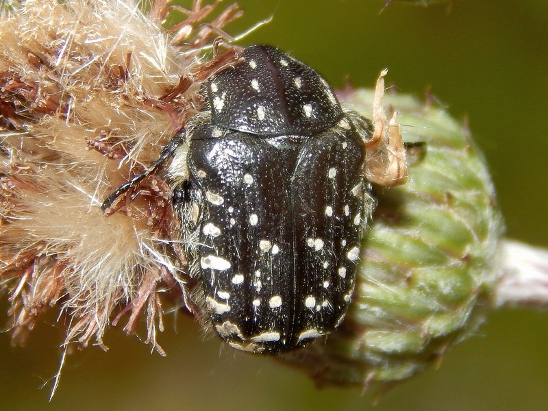 Oxythyrea funesta